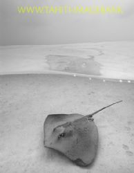 Sting ray à Moorea lagoon by Eric Pinel 